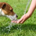 犬が水を飲むとむせ…