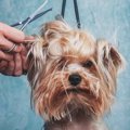 犬をトリミングしな…