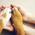犬と『信頼関係を築…