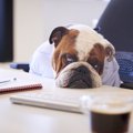 犬が『やる気ないと…