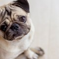 犬が『分離不安症』…
