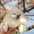 春に注意すべき『犬…