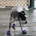 犬に靴を履かせた時…