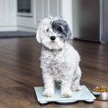 犬の肥満に高タンパ…