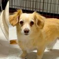 AIで小型犬を『激太…