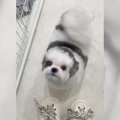 犬がトリマーさんを…