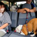 車でお出かけ中、犬…