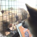 今年の夏は、わんこ…
