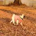 湖のほとりを歩く犬→…
