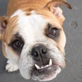 犬にとって『歯並び…