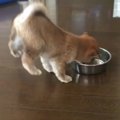 柴犬が手段も選ばず…