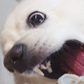 10歳を迎えた老犬→誕…