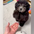 子犬に『お手』をさ…