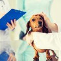 犬が病院で震える時…