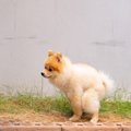 犬の下痢の状態でわ…