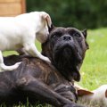 犬が『マウンティン…