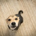 犬がヤキモチを焼い…