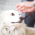 犬が人の手を恐れる…