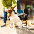 犬が『洋服を嫌がる…