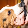 犬が『嫌な気持ちで…