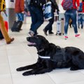 空港で働いている犬…