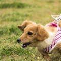 飼い犬の問題行動っ…