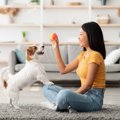 犬が飼い主を遊びに…