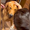 『犬と夜泣きをする…