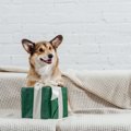 愛犬の特別な日に♡犬…