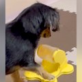 『回すとごはんが出…