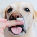 犬の『歯磨き』絶対…