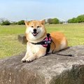 『柴犬があなたに…』…