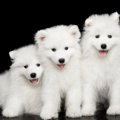 サモエドの子犬を見てはいけない理由とは？特徴や画像を紹介！