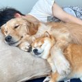 犬2匹が『パパを起こ…