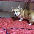 これ私の？テントを…
