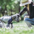 犬の介護は何歳くら…