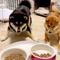 2匹の犬にごはん前の…