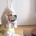 毎日がおバカさんで…