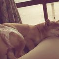 愛犬がヒートになっ…