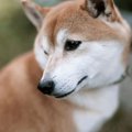 犬には『霊感』があ…
