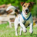犬が興味津々な時に…