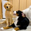 1頭の大型犬が『もう…