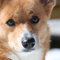 犬が飼い主に理解し…
