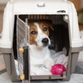 犬が『不安になって…