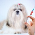 犬の抗がん剤につい…