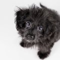 犬が『じっと見つめ…