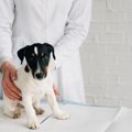 犬の『レッグペルテ…