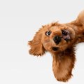 犬がいつもより『ソ…