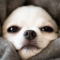 知っておくべき！犬…