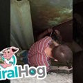 ロシアの動物保護ボ…
